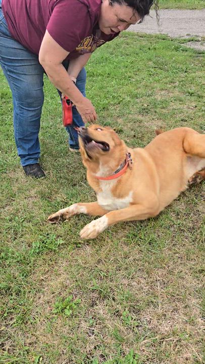 Enlarge Waylon, a Adoptable mixed breed in Chichester, NH video 5/5