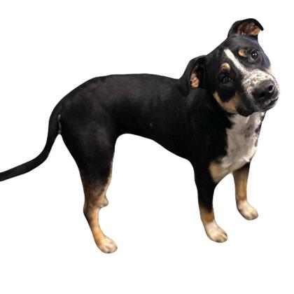 Enlarge Chip, a Adoptable mixed breed in Red Bluff, CA image 1/1