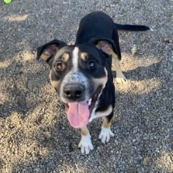 Chip, Adoptable, Young Male Mastiff.