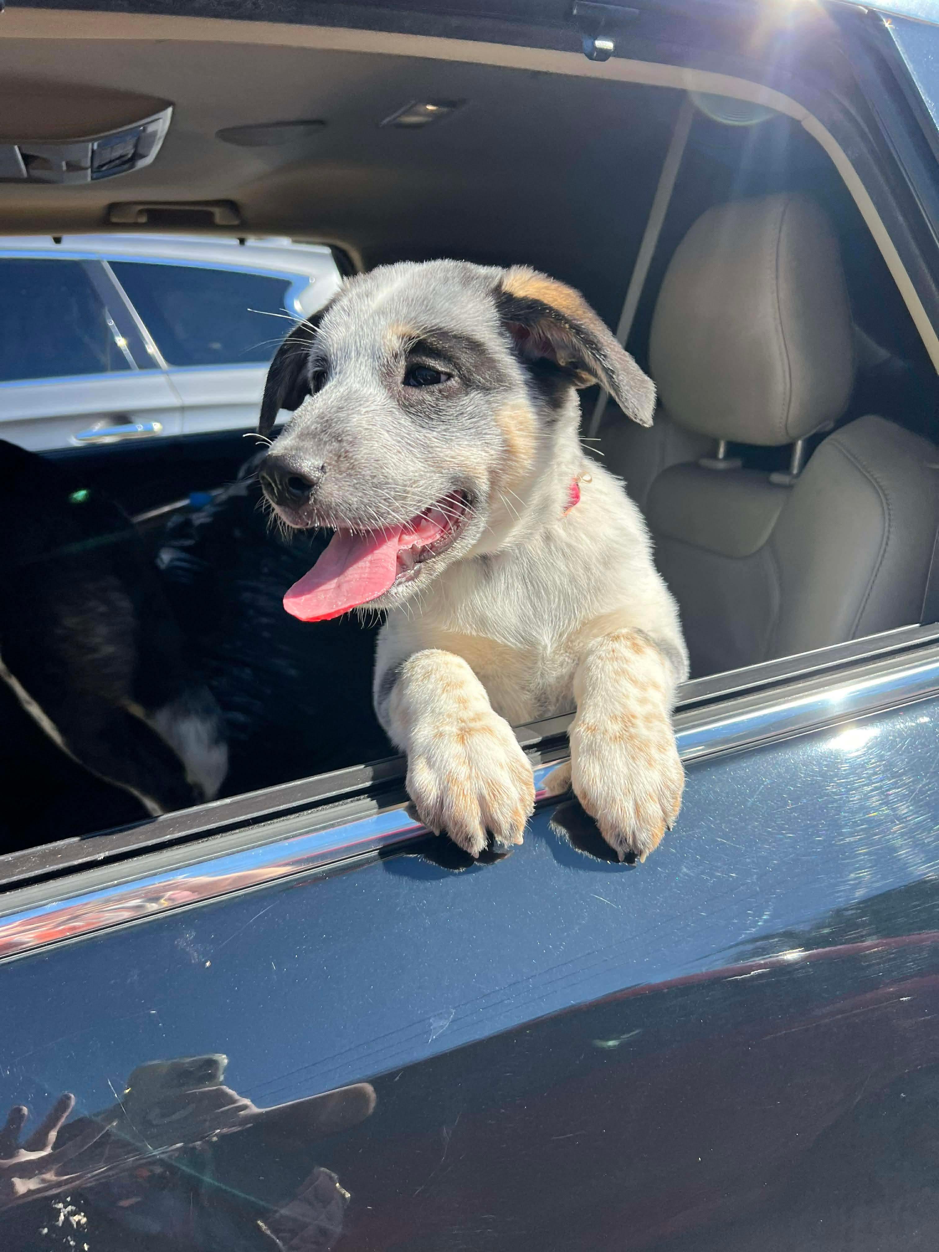 Riley (Foster or Adopter Needed!), Adoptable, Young Female Cattle Dog & Labrador Retriever.