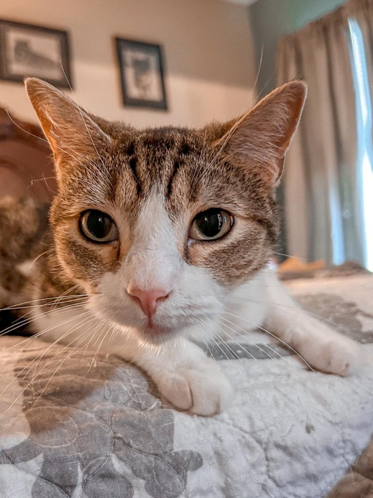 Enlarge Philly Girl, a Adoptable mixed breed in Pitman, NJ image 1/6