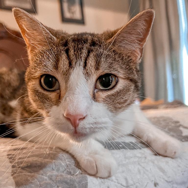 Philly Girl, a Adoptable Domestic Short Hair in Pitman, NJ image 1/4