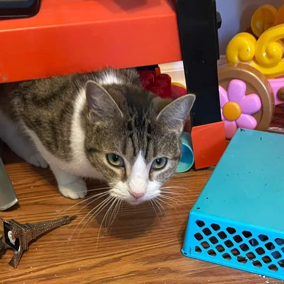 Philly Girl, a Adoptable Domestic Short Hair in Pitman, NJ image 3/4