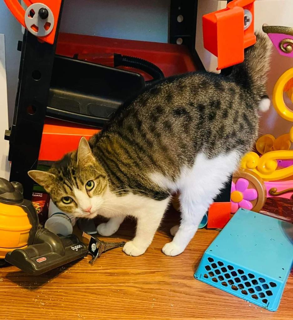 Enlarge Philly Girl, a Adoptable mixed breed in Pitman, NJ image 2/6