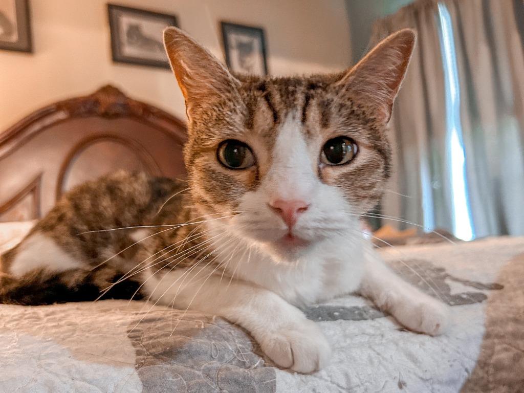 Enlarge Philly Girl, a Adoptable mixed breed in Pitman, NJ image 3/6