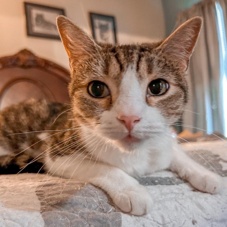 Enlarge Philly Girl, a Adoptable mixed breed in Pitman, NJ image 1/6