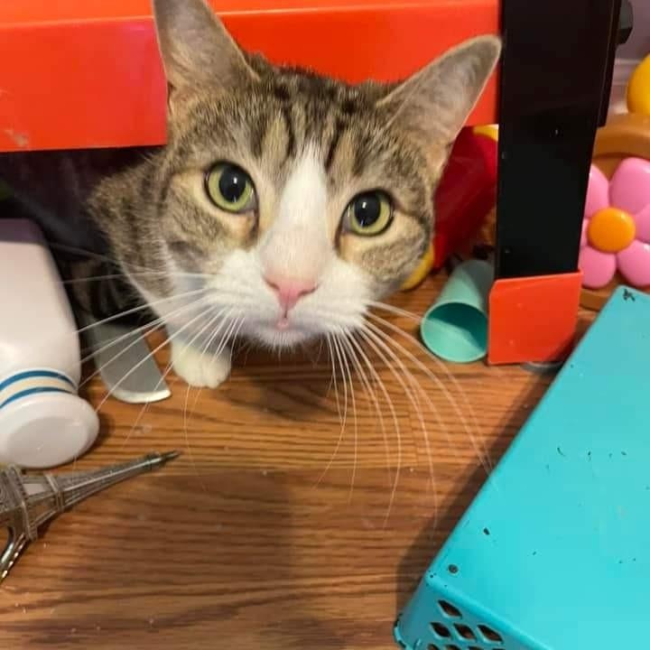 Philly Girl, a Adoptable Domestic Short Hair in Pitman, NJ image 2/4