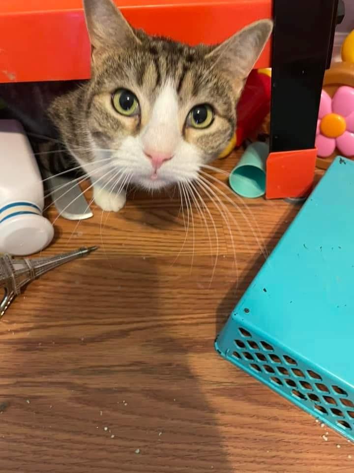 Enlarge Philly Girl, a Adoptable mixed breed in Pitman, NJ image 4/6