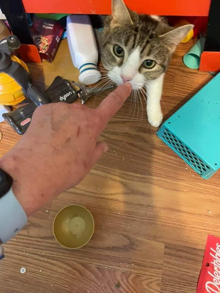 Enlarge Philly Girl, a Adoptable mixed breed in Pitman, NJ image 5/6