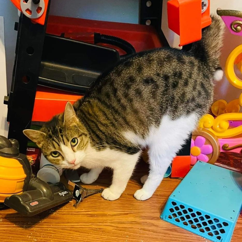 Philly Girl, a Adoptable Domestic Short Hair in Pitman, NJ image 4/4