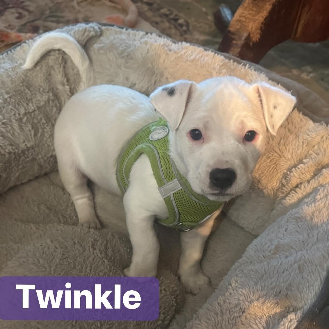 Twinkle, ADOPTABLE, Puppy Female Terrier.