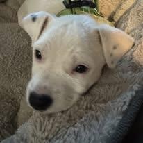 Twinkle, a ADOPTABLE mixed breed in Calabash, NC image 2/3