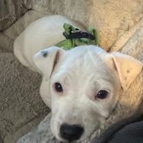 Twinkle, a ADOPTABLE mixed breed in Calabash, NC image 3/3