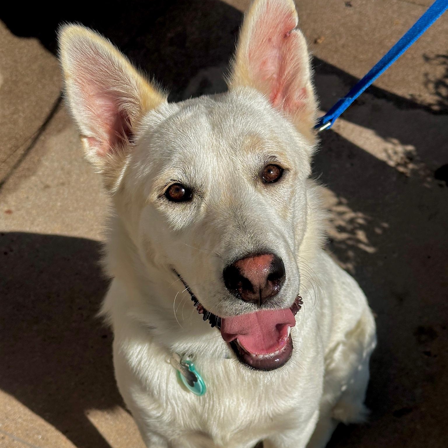 Riggs — thumbnail 2