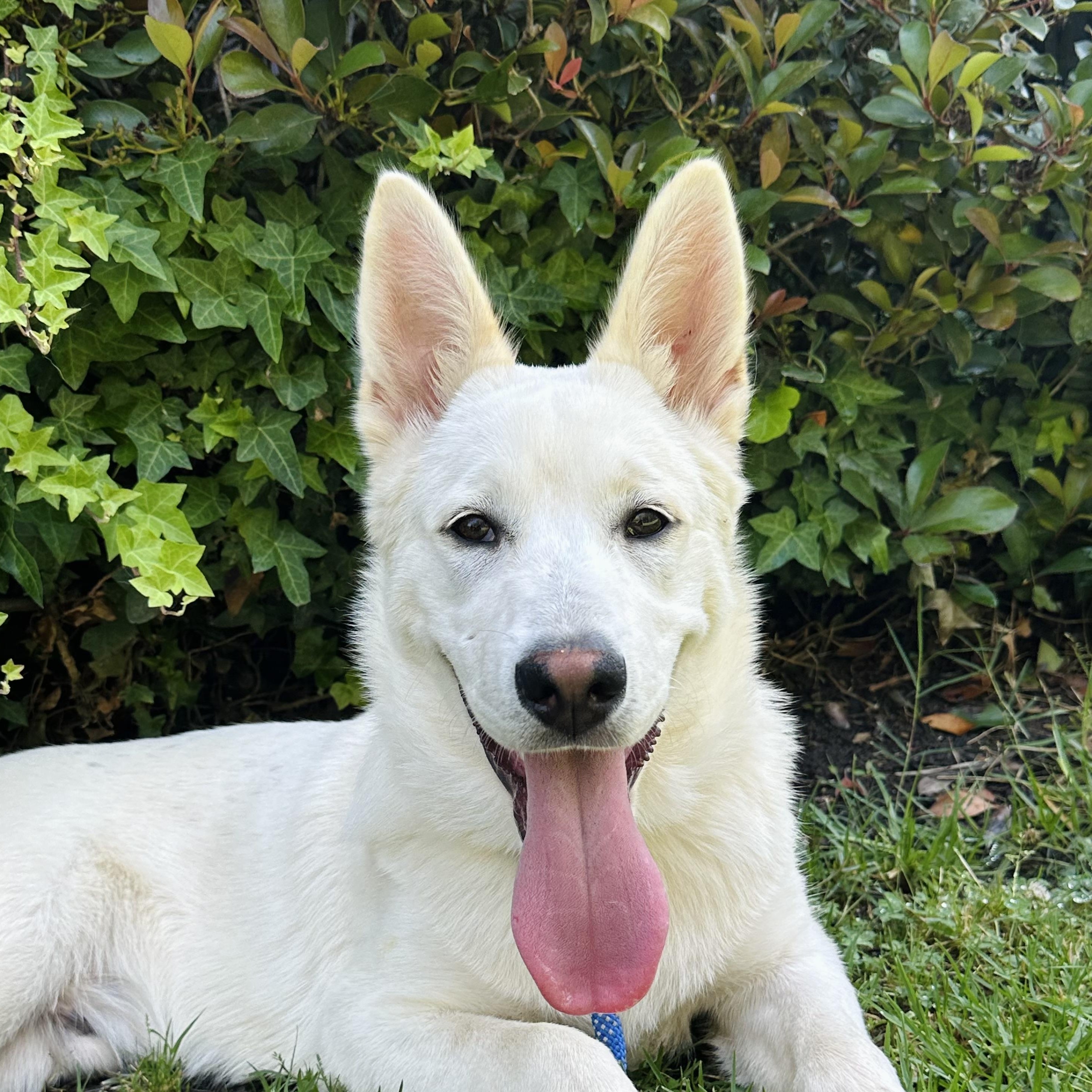 Riggs — thumbnail 4