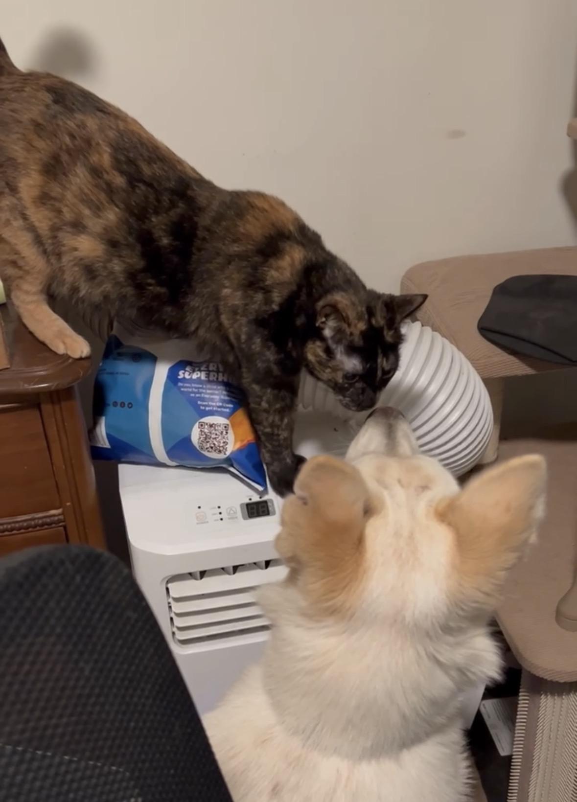 Riggs — thumbnail 5