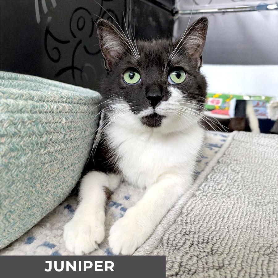 Juniper, Adoptable, Adult Female Domestic Short Hair.