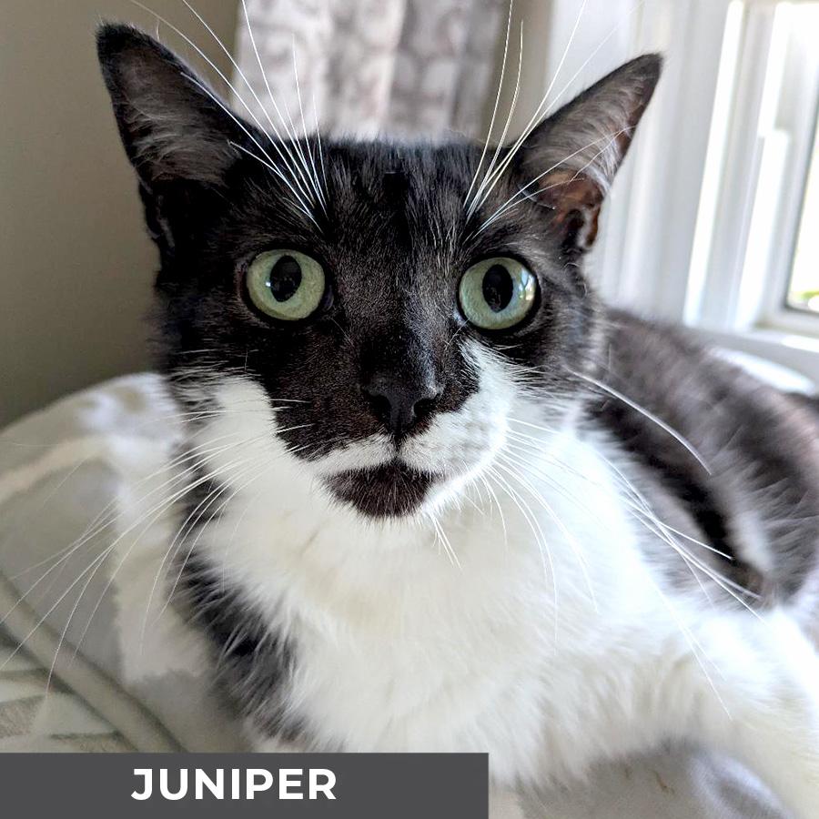Enlarge Juniper, a Adoptable Domestic Short Hair in Etobicoke, ON image 2/4