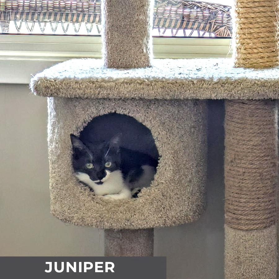 Enlarge Juniper, a Adoptable Domestic Short Hair in Etobicoke, ON image 4/4