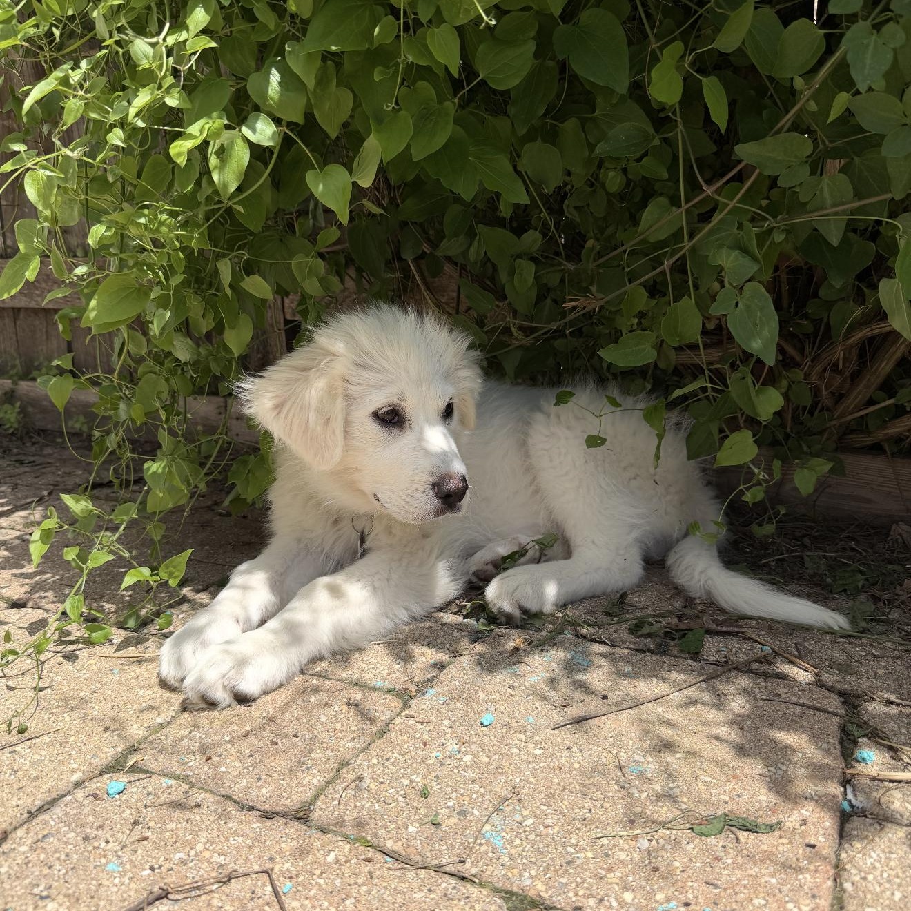 Great Pyrenees puppies, Adoptable, Puppy Female Great Pyrenees.
