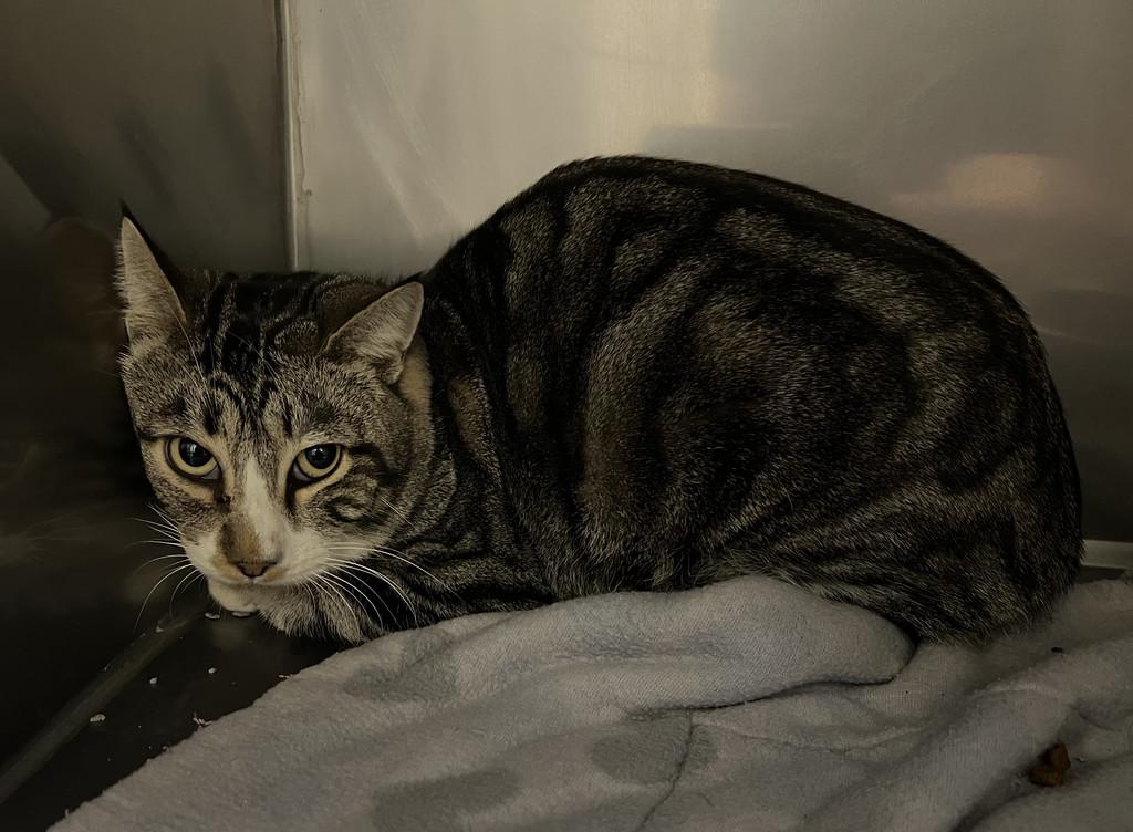 Deer View, ADOPTABLE, Adult Male Domestic Short Hair.