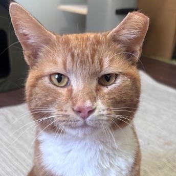 Gumbo, Adoptable, Adult Male Tabby & Domestic Short Hair.