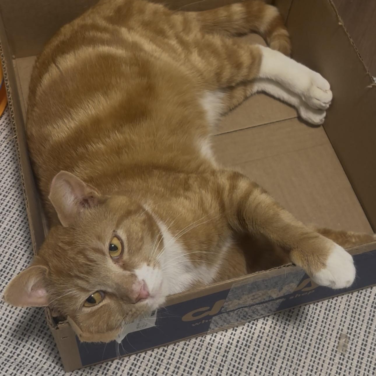 Enlarge Gumbo, a Adoptable mixed breed in Hyattsville, MD image 6/6