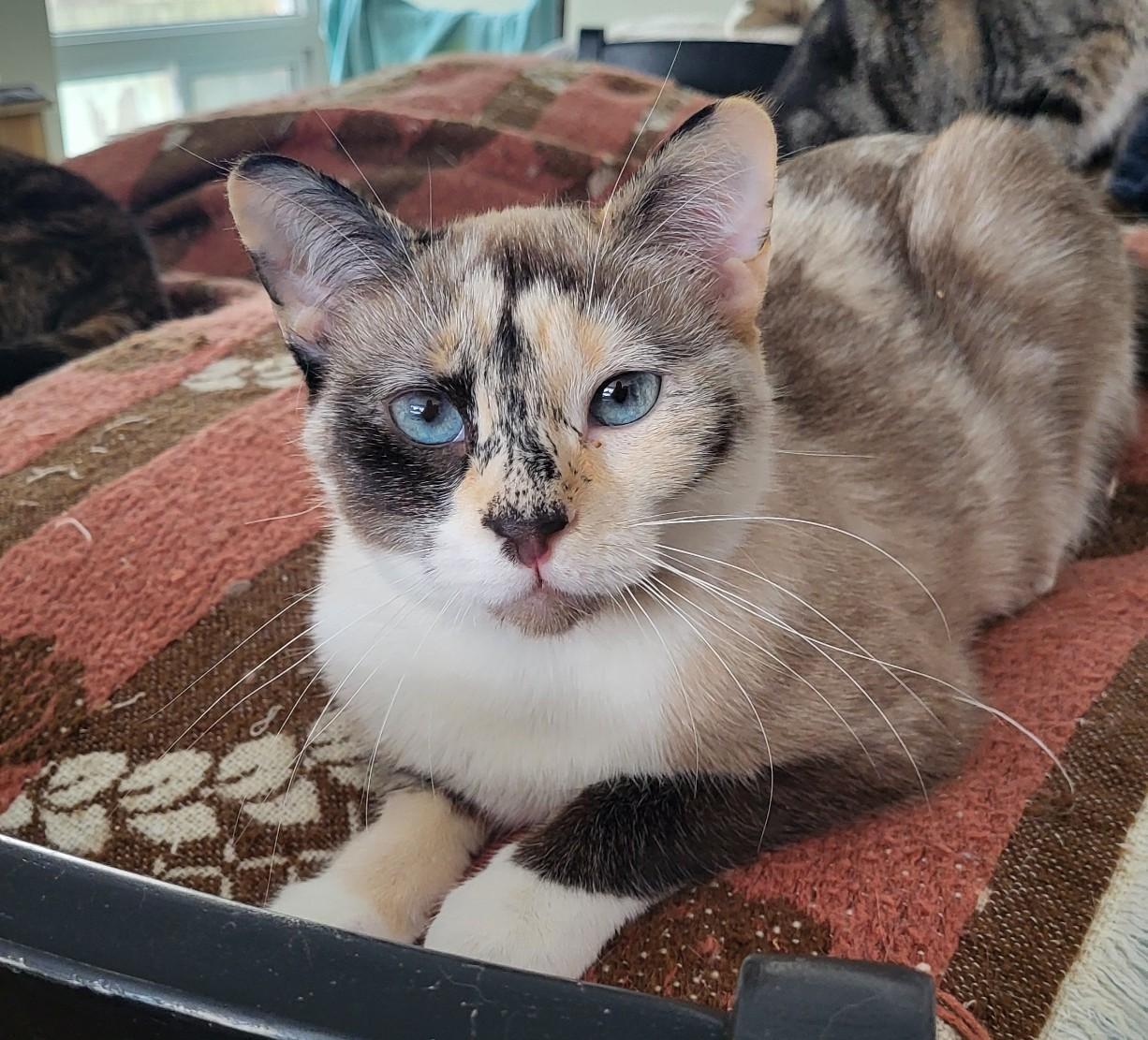 Cybèle, adopted, Young Female Siamese & Domestic Short Hair.
