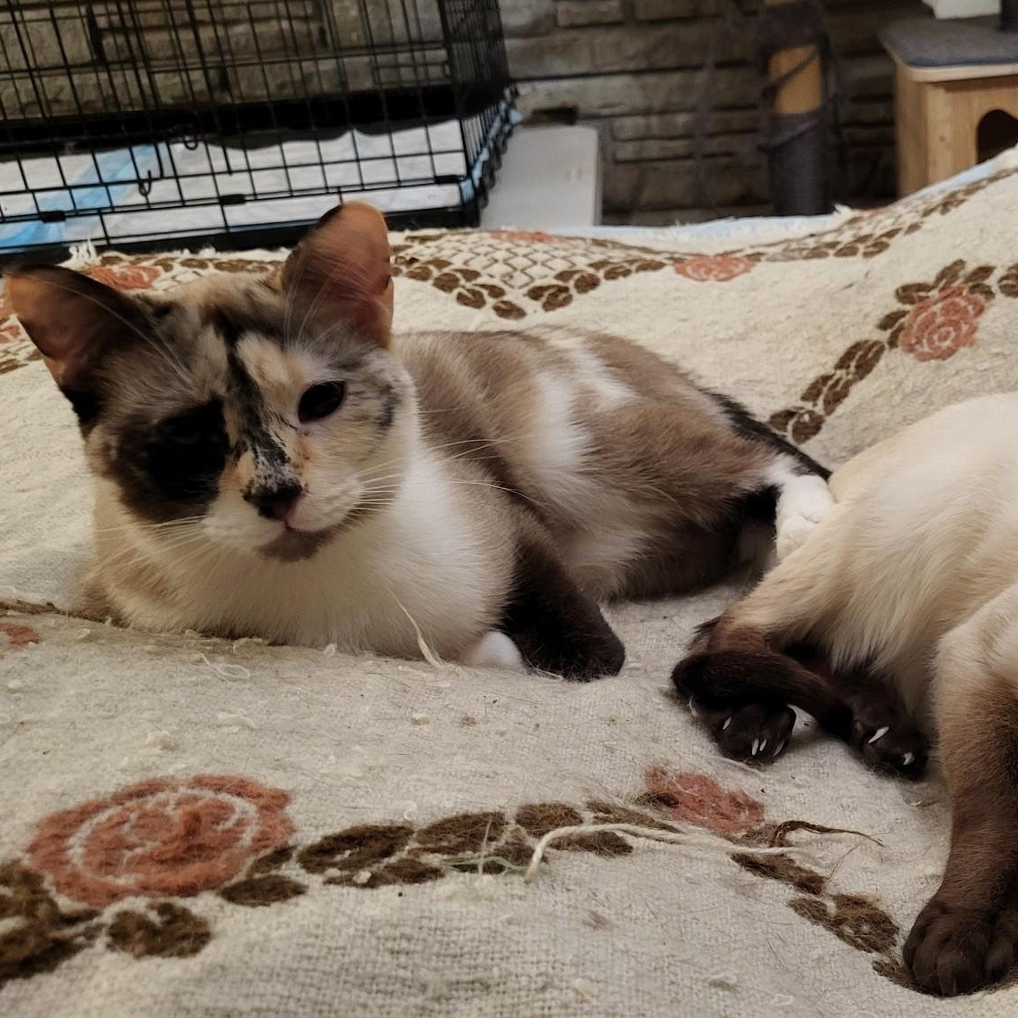 Enlarge Cybele and ChaiChai (The Siamese Lovers!), a ADOPTABLE mixed breed in Scarborough, ON image 1/1