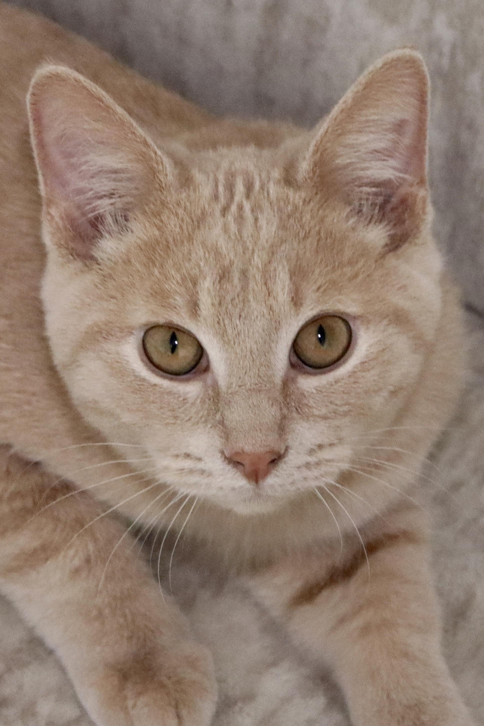 George, an adoptable Domestic Short Hair in Grove City, OH image 1/3
