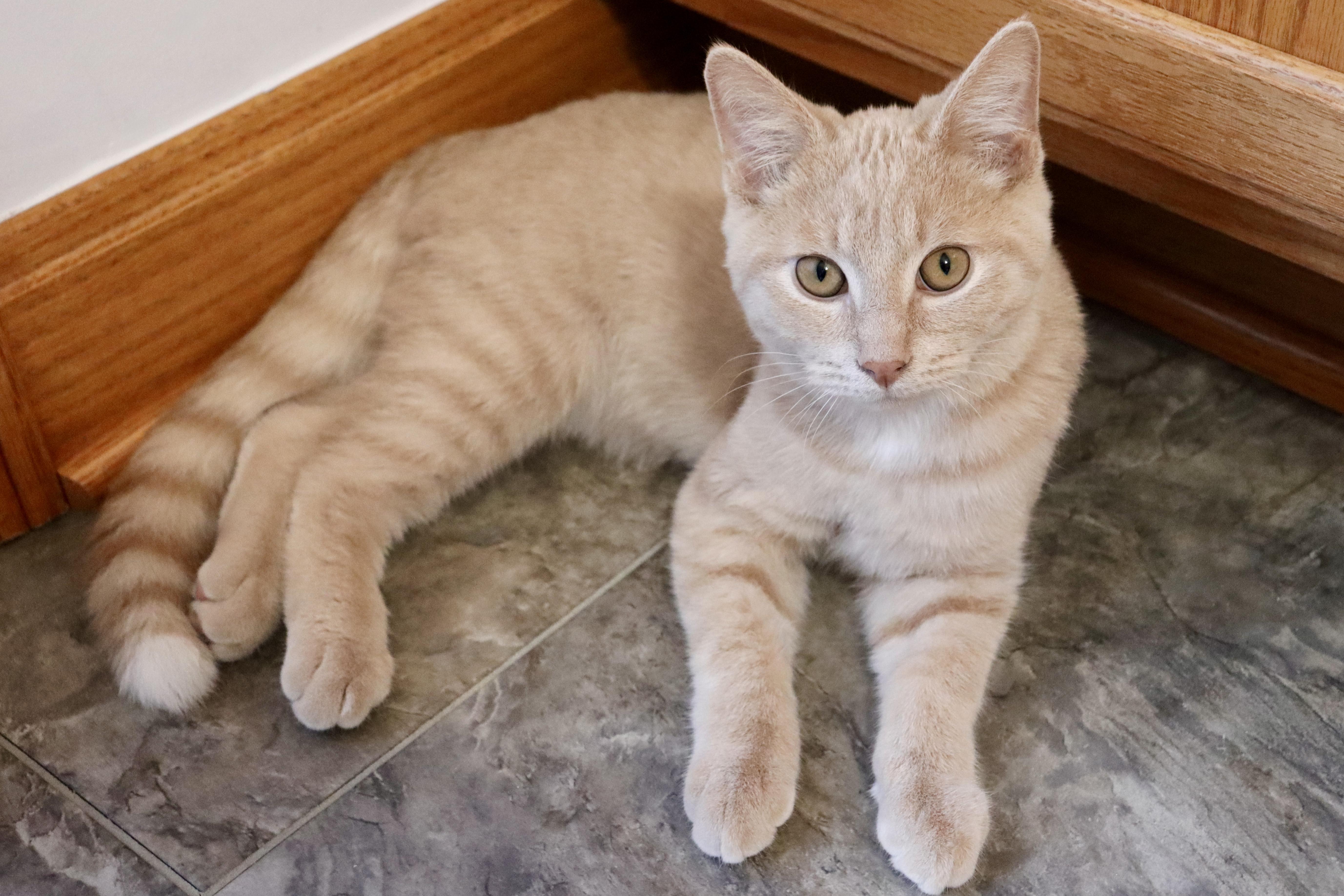 George, an adoptable Domestic Short Hair in Grove City, OH image 2/3