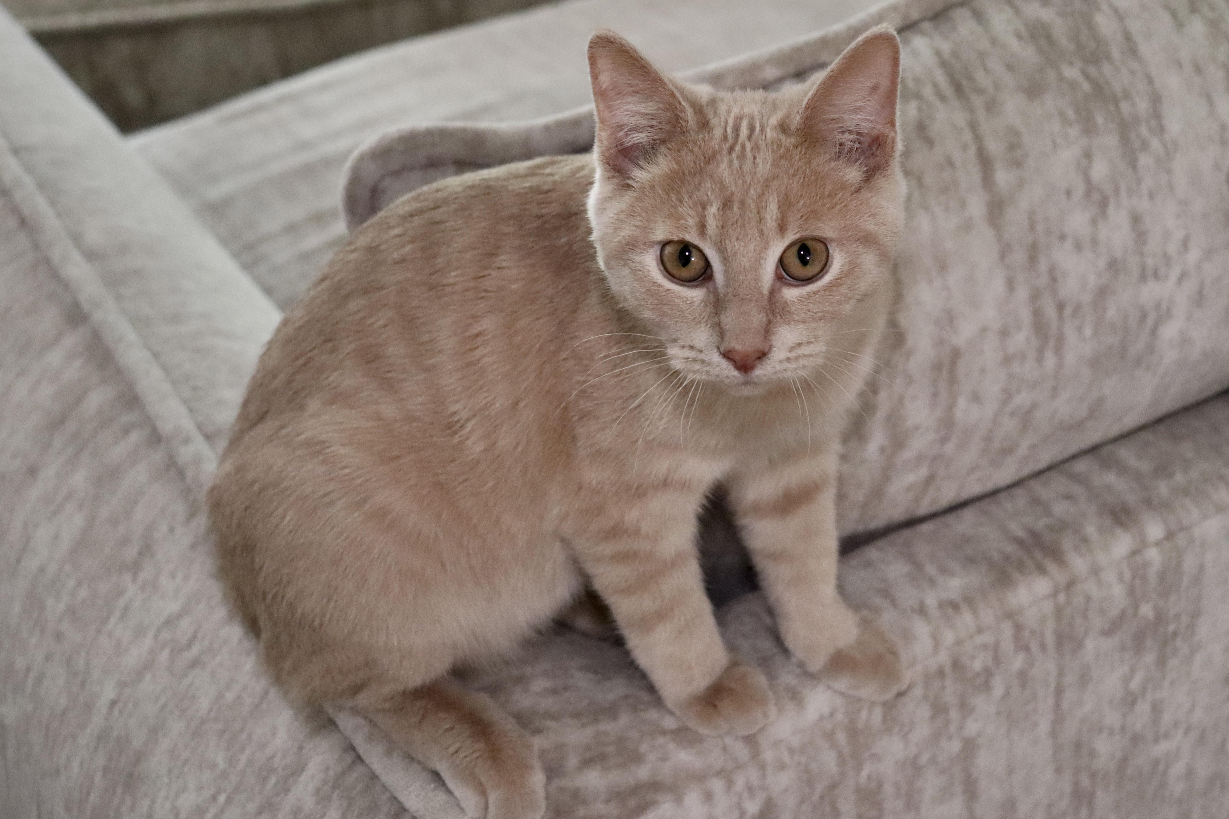 George, an adoptable Domestic Short Hair in Grove City, OH image 3/3