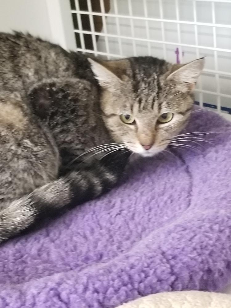 Enlarge Picachu 6614, a Adoptable Domestic Short Hair in Dallas, TX image 1/1