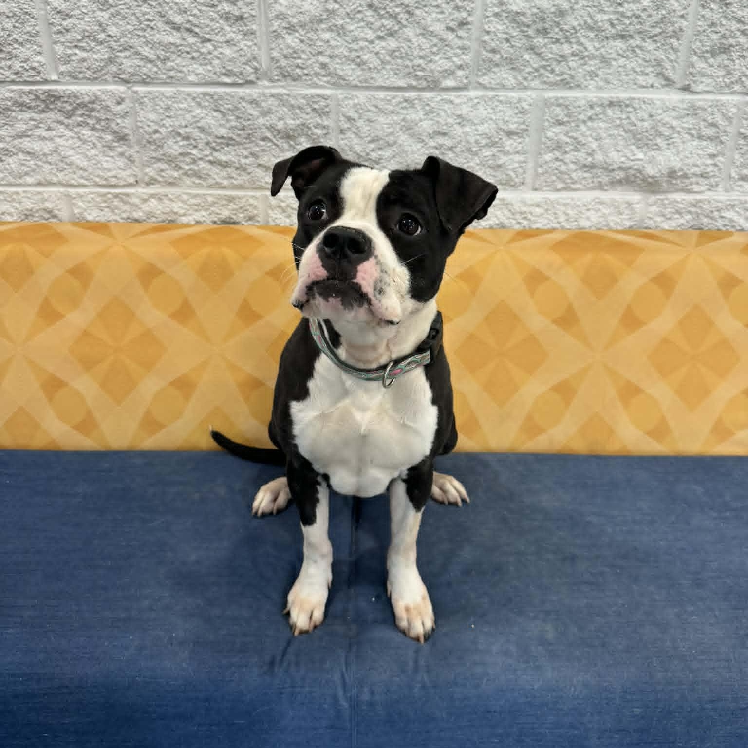 Enlarge Majesty, a ADOPTABLE mixed breed in Danbury, CT image 2/4