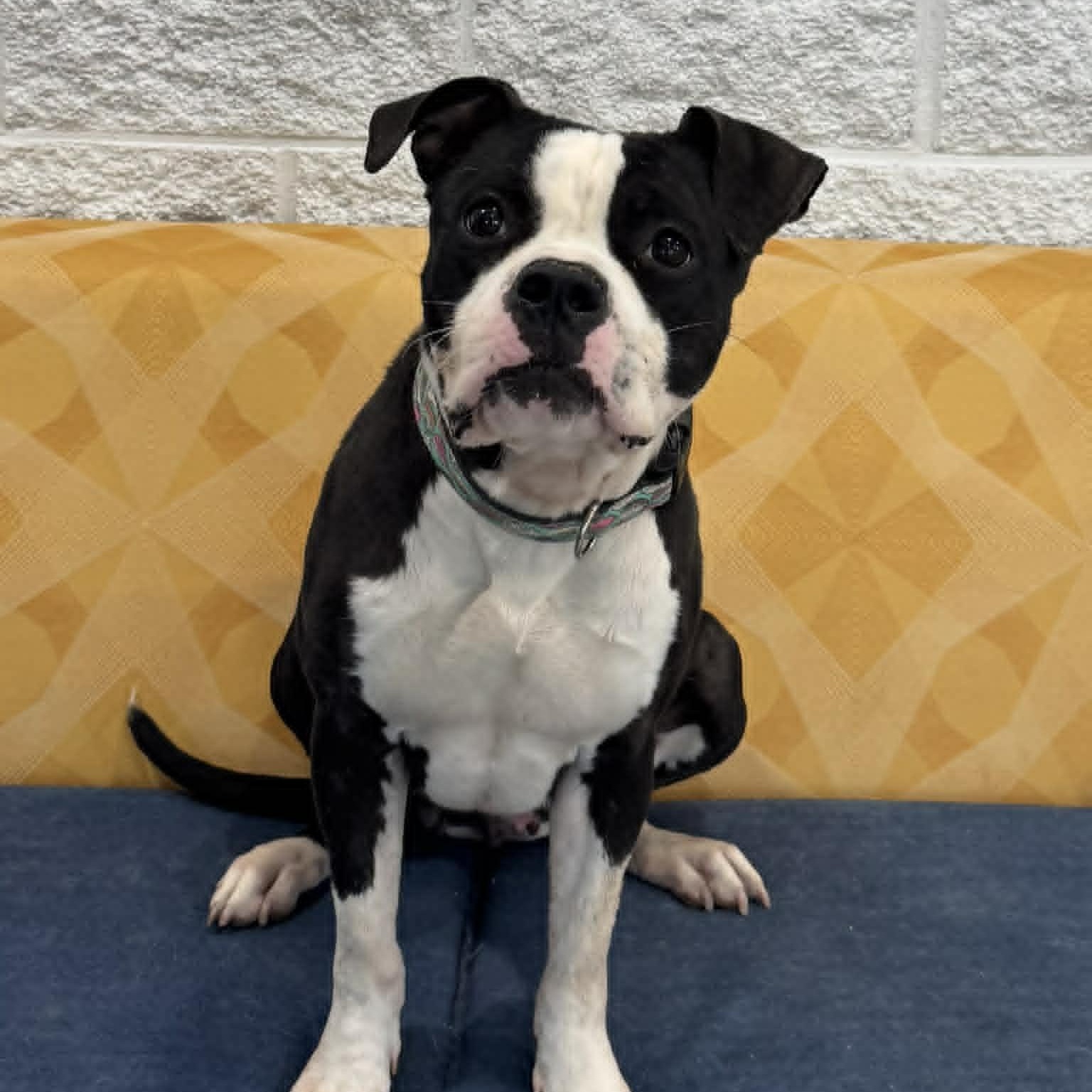 Enlarge Majesty, a ADOPTABLE mixed breed in Danbury, CT image 4/4