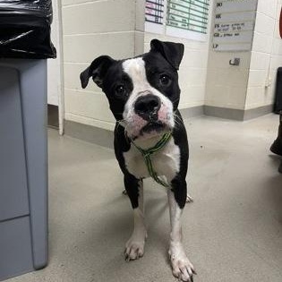 Majesty, ADOPTABLE, Young Female Boxer.