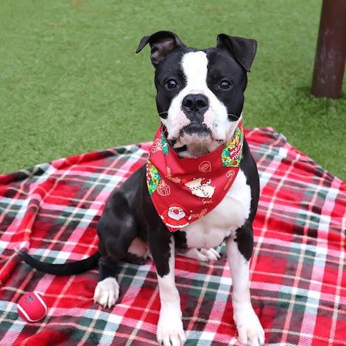 Majesty, ADOPTABLE, Young Female Boxer.