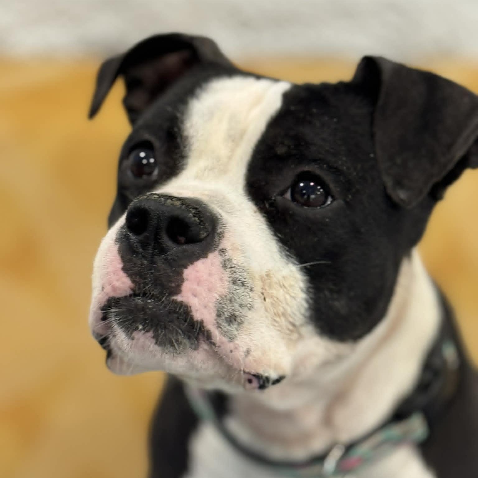 Enlarge Majesty, a ADOPTABLE mixed breed in Danbury, CT image 3/4