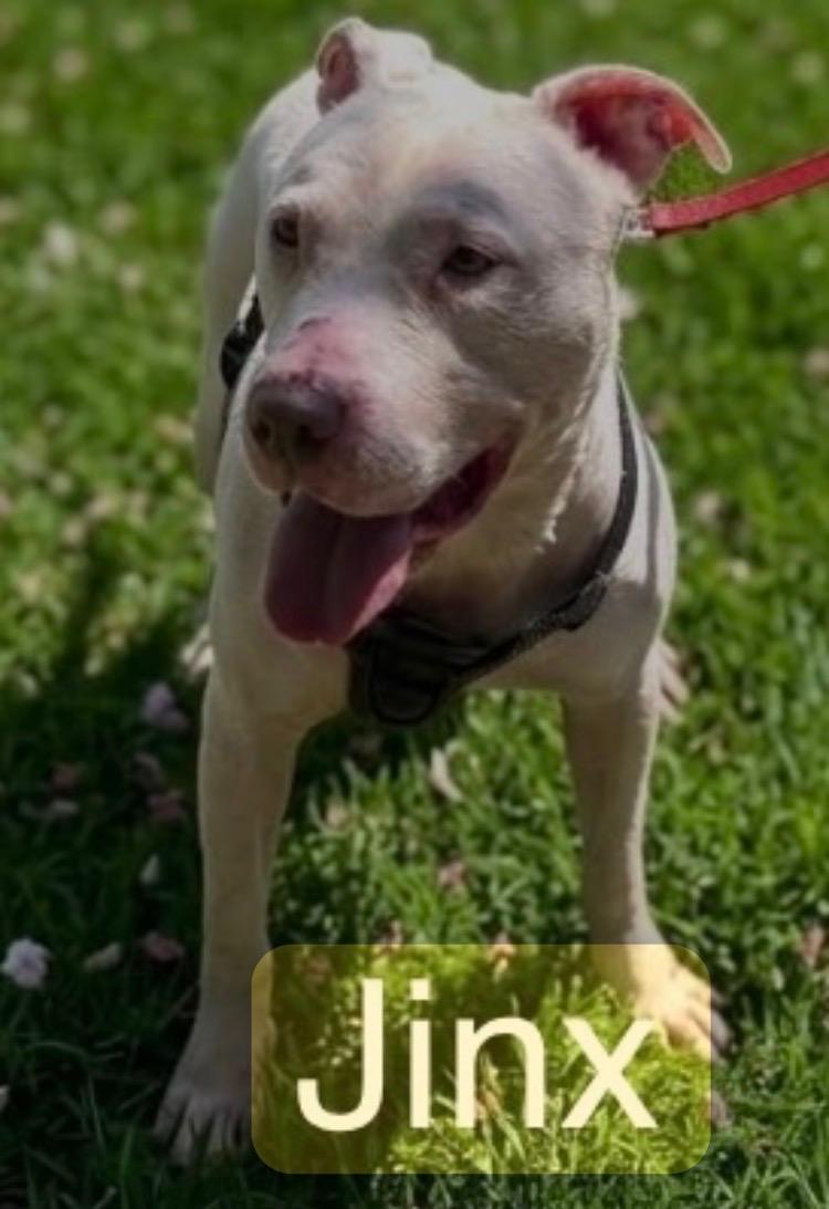 Enlarge Jinx Deaf Senior, a ADOPTABLE Pit Bull Terrier in Ossining, NY image 1/2
