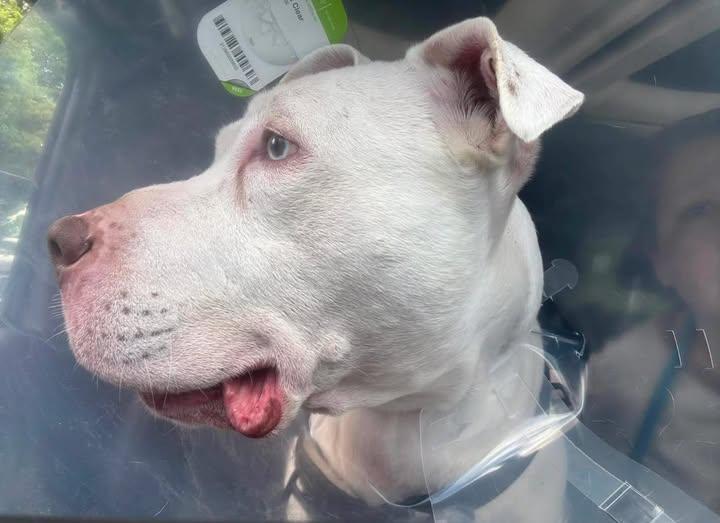 Enlarge Jinx Deaf Senior, a ADOPTABLE Pit Bull Terrier in Ossining, NY image 2/2