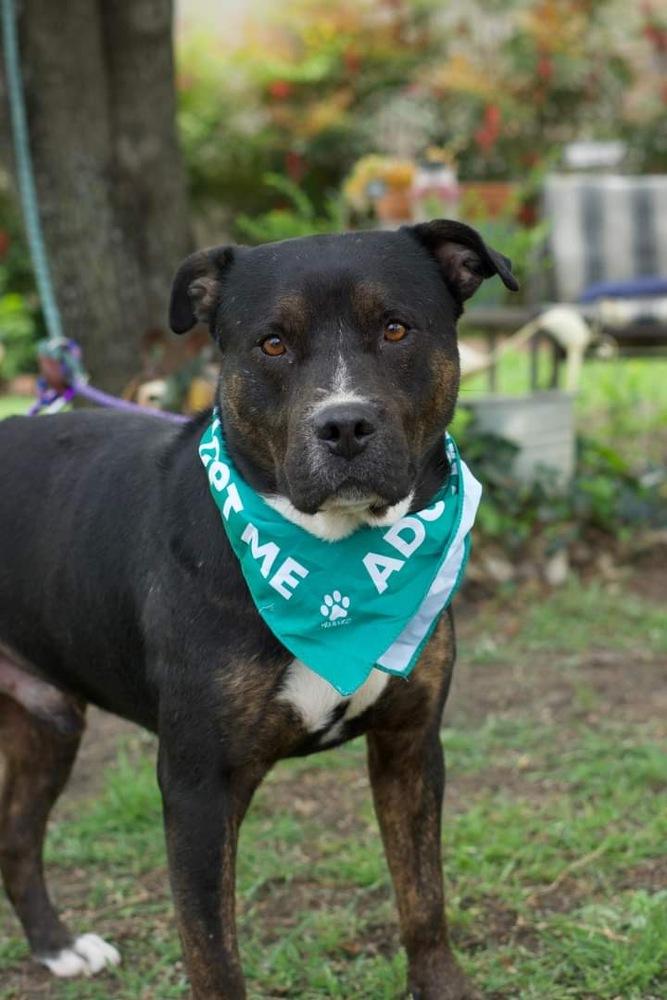 Bowser, Adoptable, Senior Male Rottweiler.