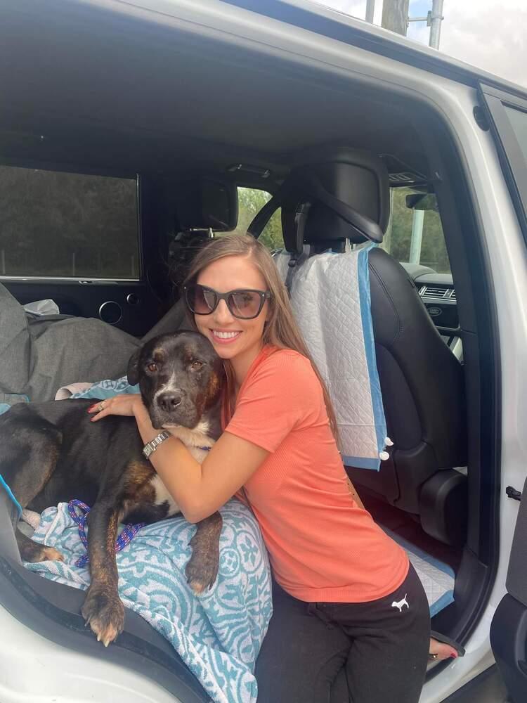 Bowser, a Adoptable mixed breed in Brewster , NY image 3/6