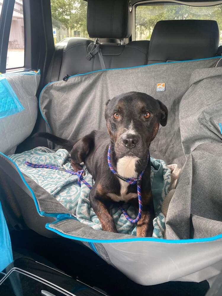 Bowser, a Adoptable mixed breed in Brewster , NY image 5/6