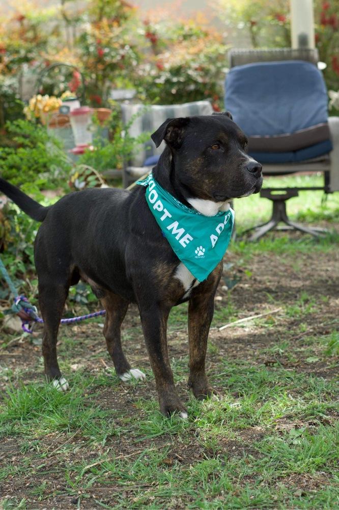 Bowser, a Adoptable mixed breed in Brewster , NY image 6/6