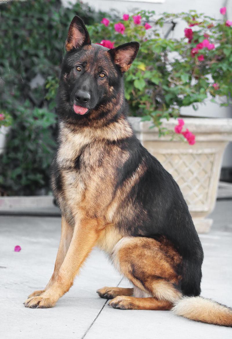 Dodger Von Darmstadt" thumbnail 2