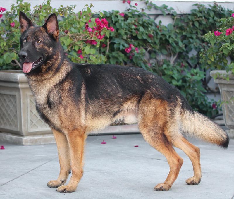 Dodger Von Darmstadt" thumbnail 6