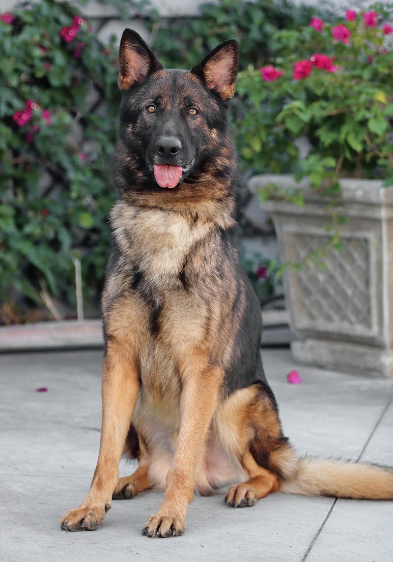 Dodger Von Darmstadt" thumbnail 5