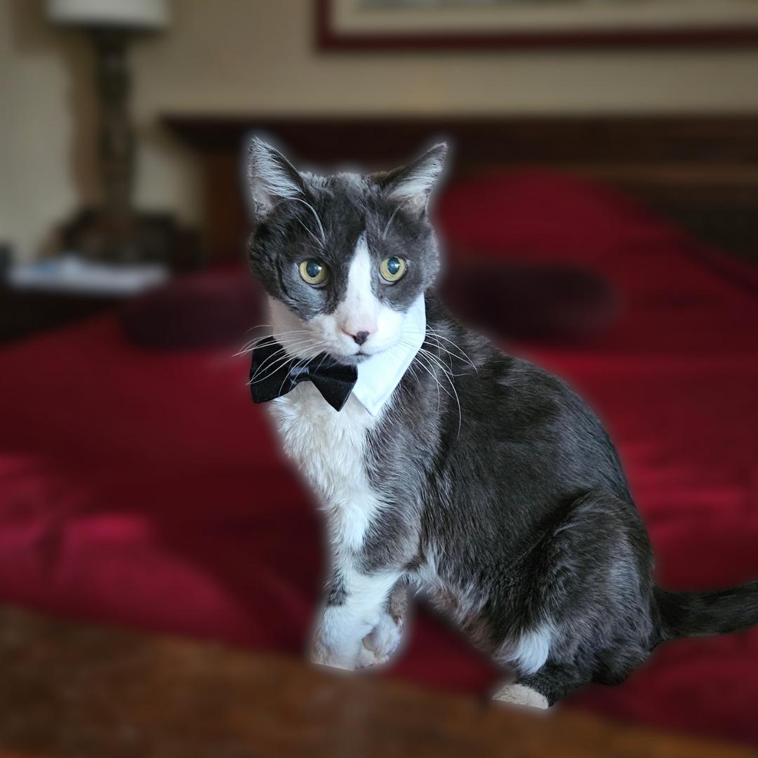 Enlarge Remmy, a ADOPTABLE Domestic Short Hair in Scottsdale, AZ image 4/5