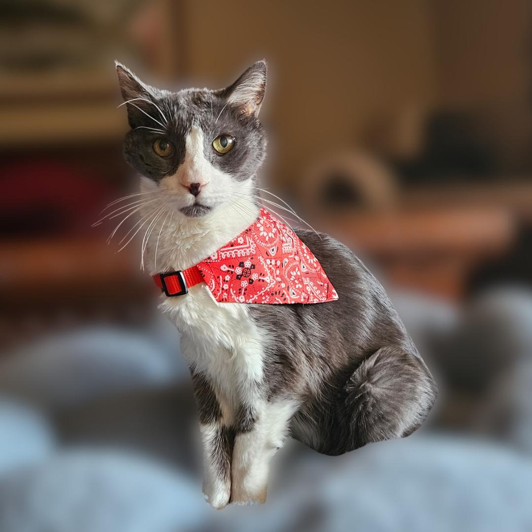 Enlarge Remmy, a ADOPTABLE Domestic Short Hair in Scottsdale, AZ image 3/5