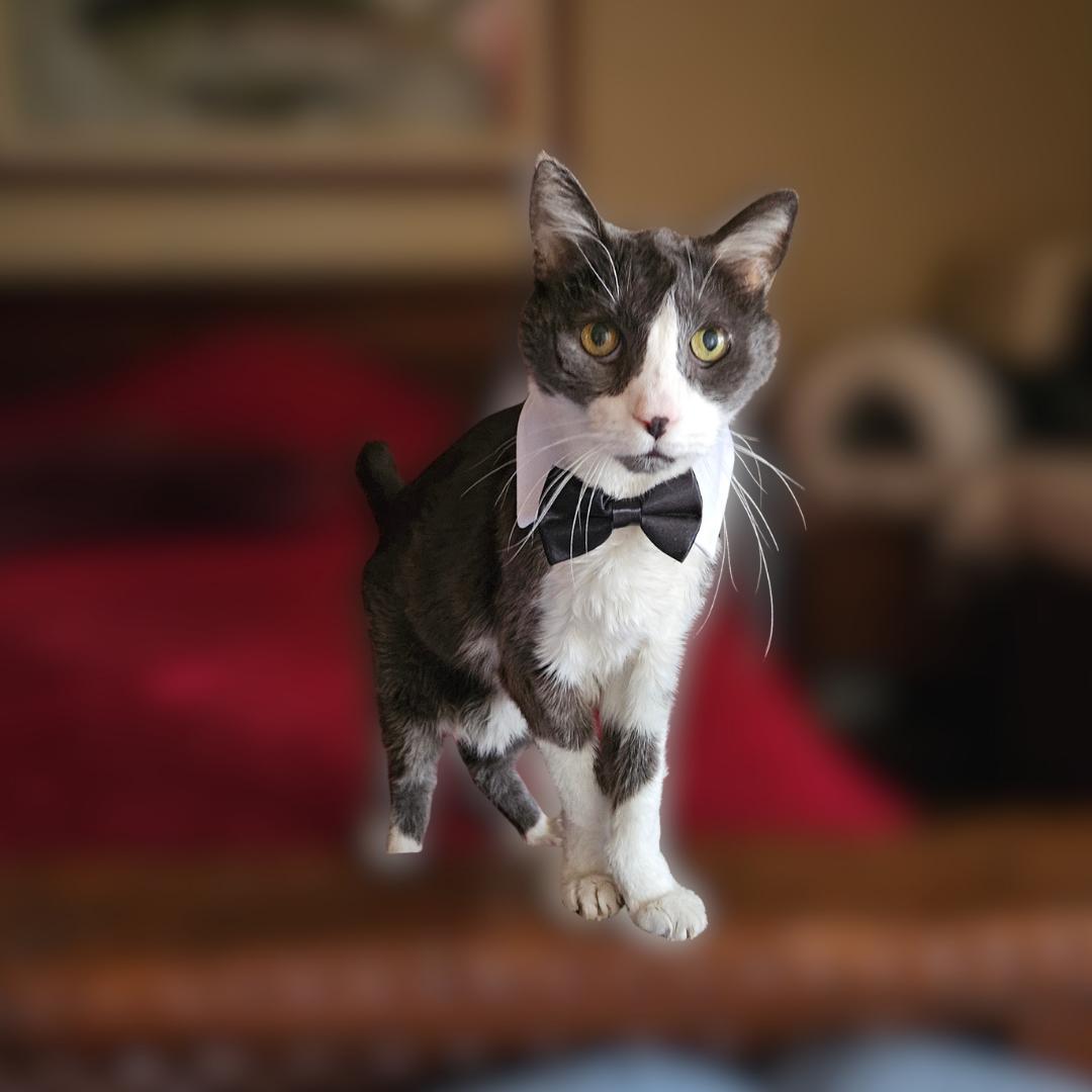 Enlarge Remmy, a ADOPTABLE Domestic Short Hair in Scottsdale, AZ image 1/5